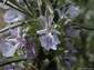 fondos de flor de Rosmarinus Officinalis hasta 2560x1920